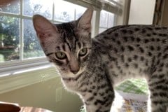 Blanche Egyptian Mau silver female #3 12-23-21