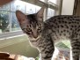 Blanche Egyptian Mau silver female #3 12-23-21