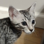 Blanche Mau silver female DOB 12-23-21