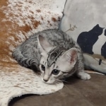 Blanche Mau silver female DOB 12-23-21