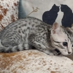 Blanche Mau silver female DOB 12-23-21