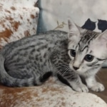 Blanche Mau silver female DOB 12-23-21