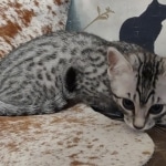 Blanche Mau silver female DOB 12-23-21