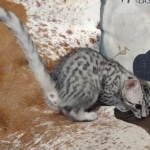 Blanche Mau silver female DOB 12-23-21