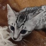 Blanche Mau silver female DOB 12-23-21