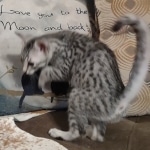 Blanche Mau silver female DOB 12-23-21