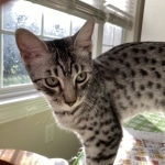 Blanche Mau silver female DOB 12-23-21