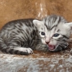 Mau silver female DOB 12-23-21