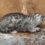 Mau silver female DOB 12-23-21