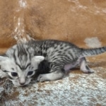 Mau silver female DOB 12-23-21