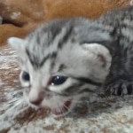 Mau silver female DOB 12-23-21