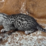 Mau silver female DOB 12-23-21