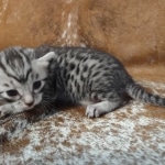 Mau silver female DOB 12-23-21