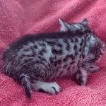 Mau silver female DOB 12-23-21