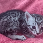 Mau silver female DOB 12-23-21