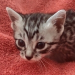 Mau silver female DOB 12-23-21