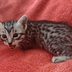 Mau silver female DOB 12-23-21