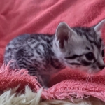 Mau silver female DOB 12-23-21