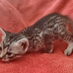 Mau silver female DOB 12-23-21