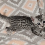 Mau silver female DOB 12-23-21