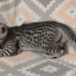 Mau silver female DOB 12-23-21