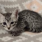 Mau silver female DOB 12-23-21