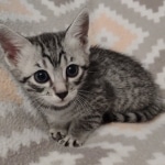 Mau silver female DOB 12-23-21