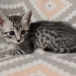 Mau silver female DOB 12-23-21