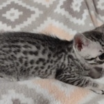 Mau silver female DOB 12-23-21