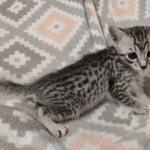 Mau silver female DOB 12-23-21