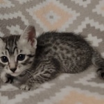 Mau silver female DOB 12-23-21