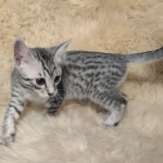 Mau silver female DOB 12-23-21