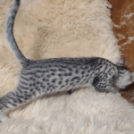 Mau silver female DOB 12-23-21