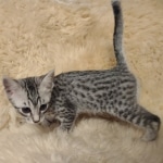 Mau silver female DOB 12-23-21