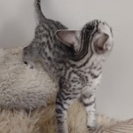 Mau silver female DOB 12-23-21