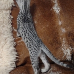 Mau silver female DOB 12-23-21