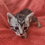 Mau silver female DOB 12-23-21