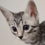 Mau silver female DOB 12-23-21