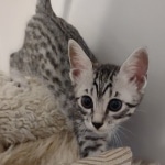 Mau silver female DOB 12-23-21