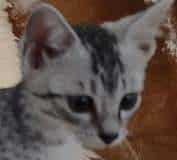 Katerina Egyptian Mau Silver Female #3 DOB 11-25-22