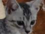 Katerina Egyptian Mau Silver Female #3 DOB 11-25-22