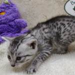 Mau silver female DOB 11-25-22