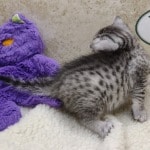 Mau silver female DOB 11-25-22