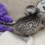 Mau silver female DOB 11-25-22