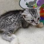 Mau silver female DOB 11-25-22