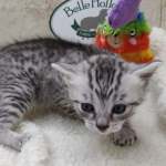 Mau silver female DOB 11-25-22