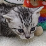 Mau silver female DOB 11-25-22