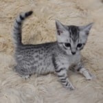 Mau silver female DOB 11-25-22