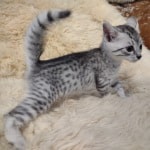 Mau silver female DOB 11-25-22