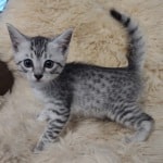 Mau silver female DOB 11-25-22